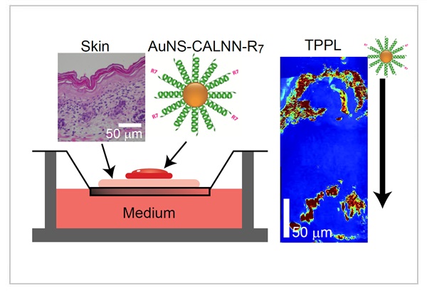 Interactions of Skin with Gold Nanoparticles